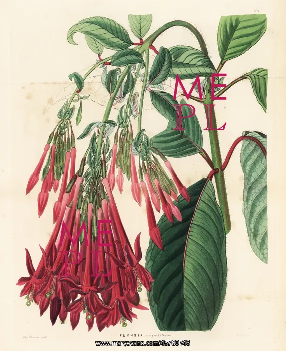 : Corymb-flowered fuchsia, Fuchsia corymbiflora : Corymb-flowered fuchsia, Fuchsia corymbiflora