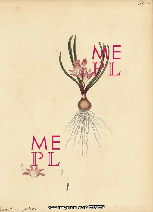 : Corymbous Cape cowslip, Lachenalia corymbosa : Corymbous Cape cowslip, Lachenalia corymbosa