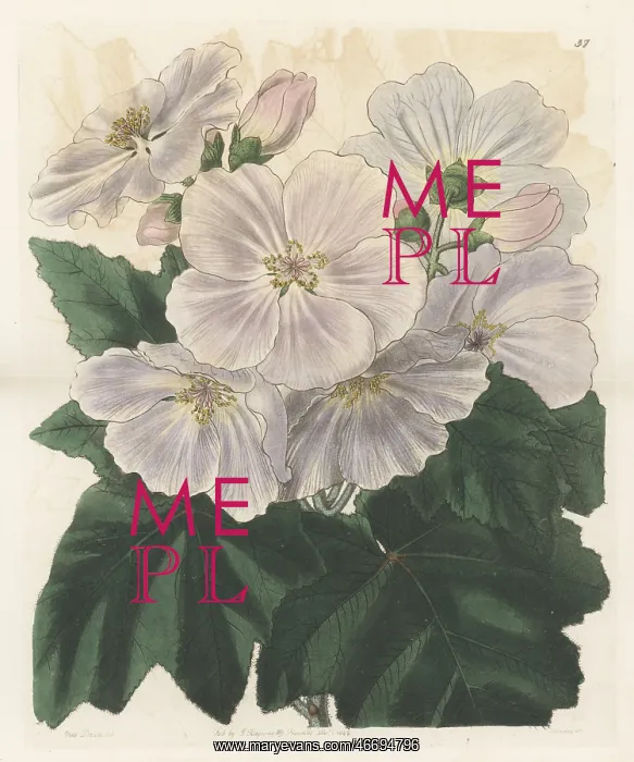 : Corynabutilon vitifolium : Corynabutilon vitifolium