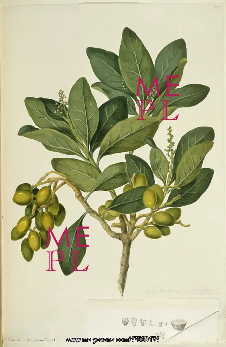 : Corynocarpus laevigatus, karaka tree : Corynocarpus laevigatus, karaka tree