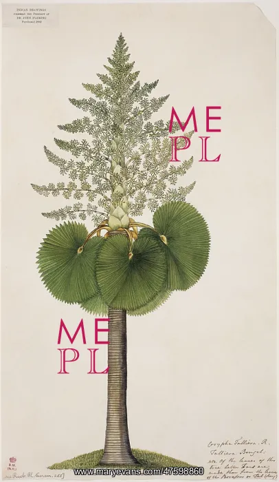 : Corypha taliera, tara palm : Corypha taliera, tara palm