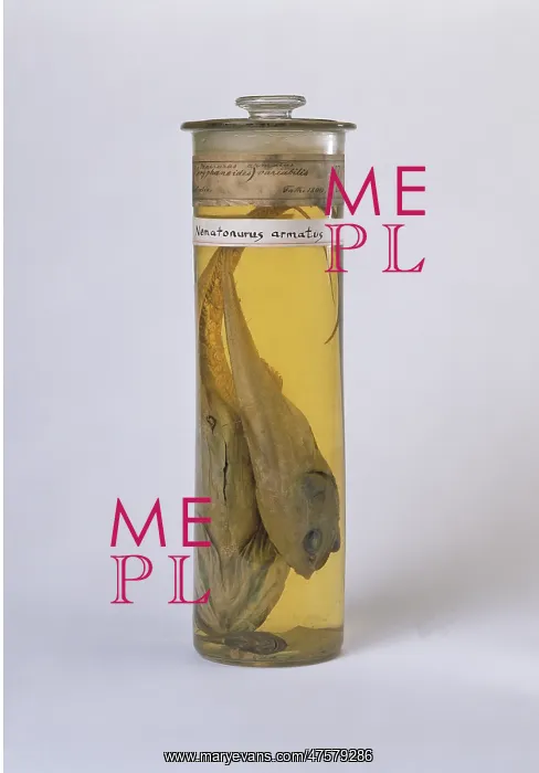 : Coryphaenoides sp. rattail : Coryphaenoides sp. rattail