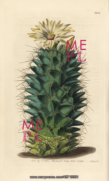 : Coryphantha octacantha cactus : Coryphantha octacantha cactus