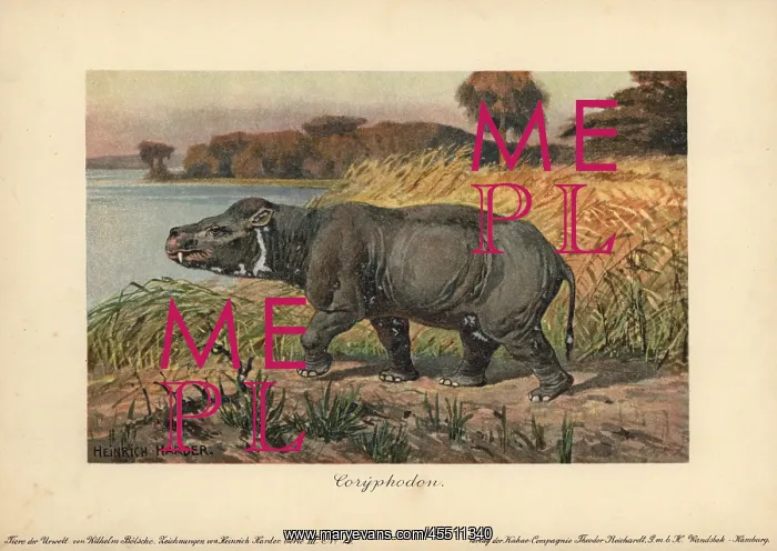 : Coryphodon, extinct genus of pantodont mammal : Coryphodon, extinct genus of pantodont mammal