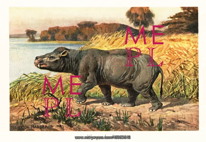 : Coryphodon radians, extinct pantodont mammal of the Eocene : Coryphodon radians, extinct pantodont mammal of the Eocene