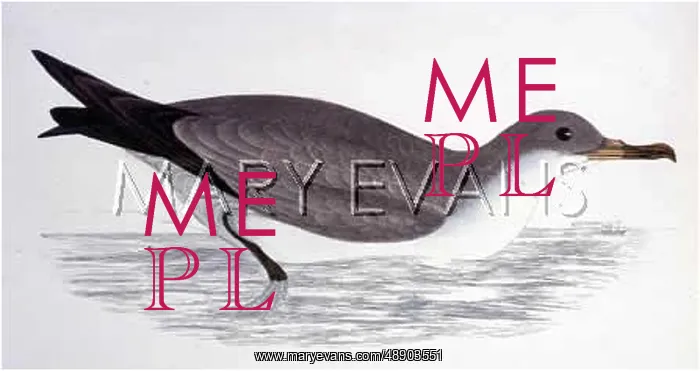 : CORY'S SHEARWATER (FOM) : CORY'S SHEARWATER (FOM)