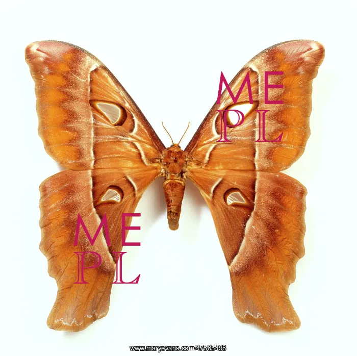 : Coscinocera hercules, Austrlian hercules moth : Coscinocera hercules, Austrlian hercules moth