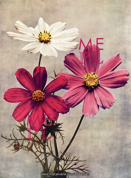 : Cosmos Bipannatus : Cosmos Bipannatus