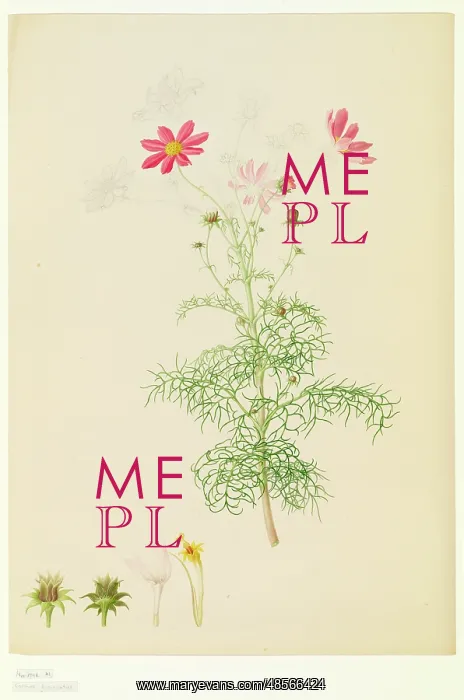 : Cosmos bipinnatus, cosmos : Cosmos bipinnatus, cosmos