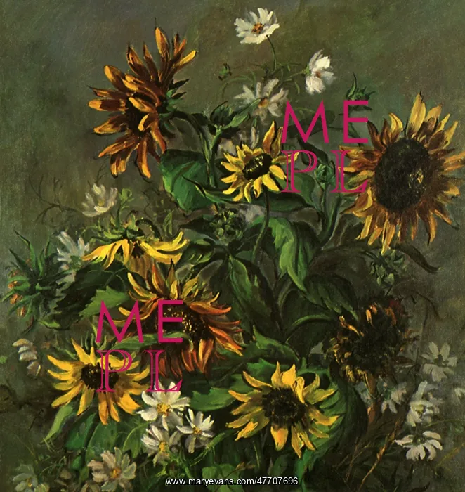 : Cosmos and Sunflowers : Cosmos and Sunflowers