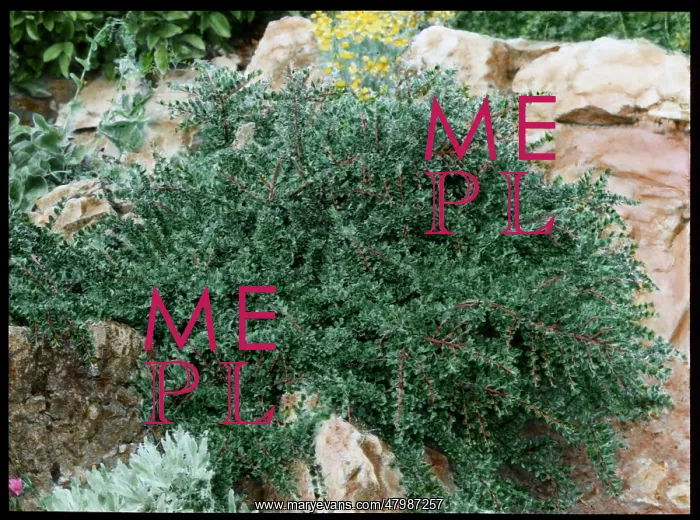 : Cotoneaster Horizontalis : Cotoneaster Horizontalis