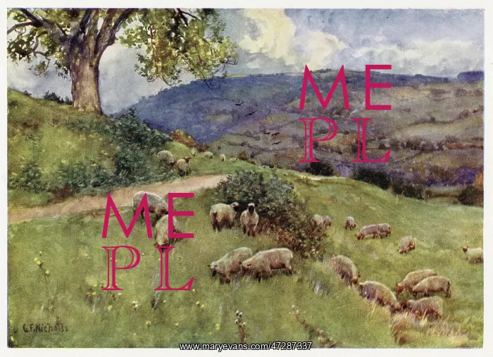 : COTSWOLDS / SHEEP PASTURE : COTSWOLDS / SHEEP PASTURE