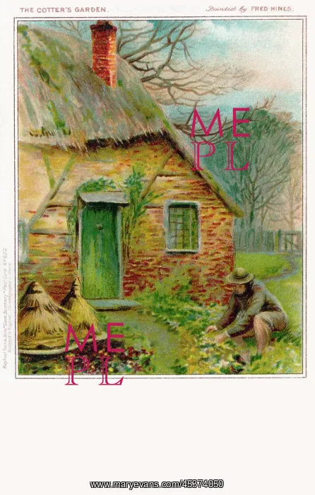 : The Cotter's Garden : The Cotter's Garden