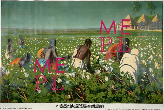  : Cotton Field in Sudan