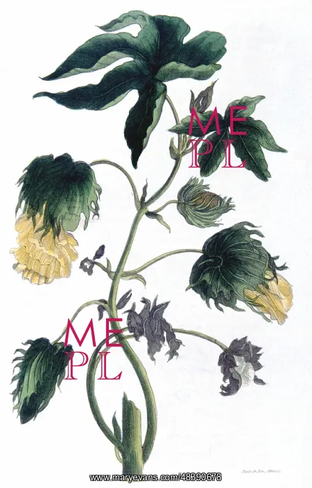 : Cotton - Gossypium: different varieties formed : Cotton - Gossypium: different varieties formed