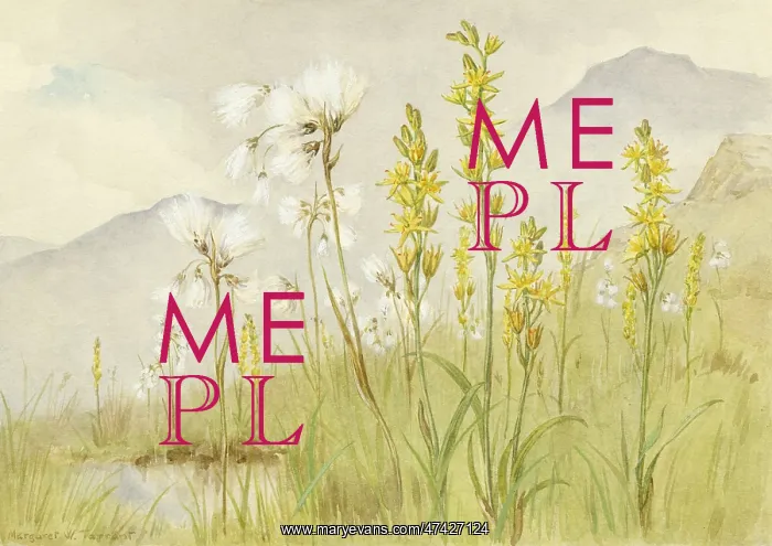 : Cotton Grass and Bog-asphodel in landscape : Cotton Grass and Bog-asphodel in landscape
