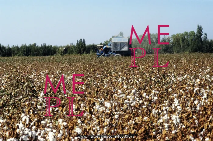 : Cotton harvest, 1987 : Cotton harvest, 1987