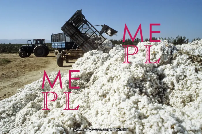 : Cotton harvesting, 1987 : Cotton harvesting, 1987
