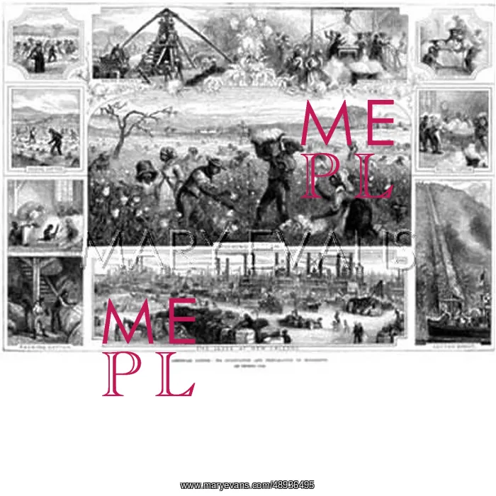 : Cotton Picking 1881 : Cotton Picking 1881
