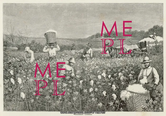  : Cotton Picking
