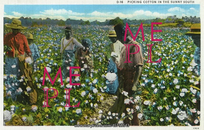  : Cotton Plantation