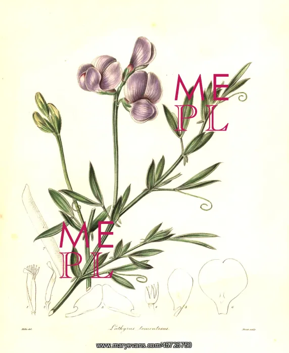 : Cottony lathyrus, Lathyrus tomentosus : Cottony lathyrus, Lathyrus tomentosus