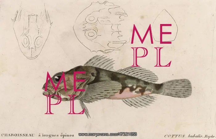  : COTTUS BUBALIS EUPHR