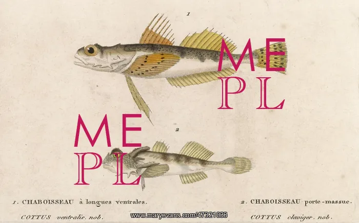  : COTTUS - TWO SPECIES