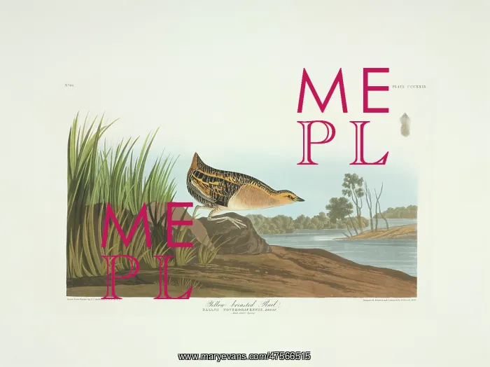 : Coturnicops noveboracensis, yellow rail : Coturnicops noveboracensis, yellow rail