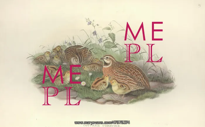 : Coturnix coturnix, common quail : Coturnix coturnix, common quail
