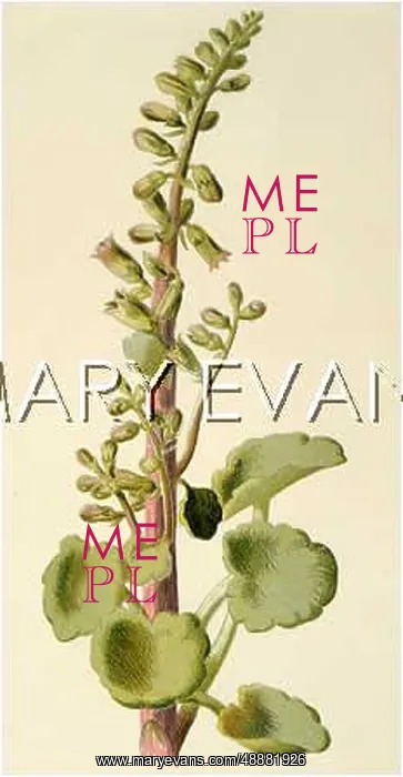  : COTYLEDON UMBILICUS