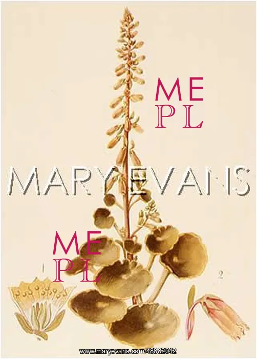  : COTYLEDON UMBILICUS-VEN