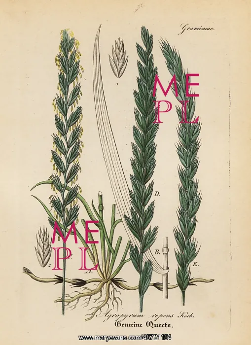 : Couch grass, Elymus repens : Couch grass, Elymus repens