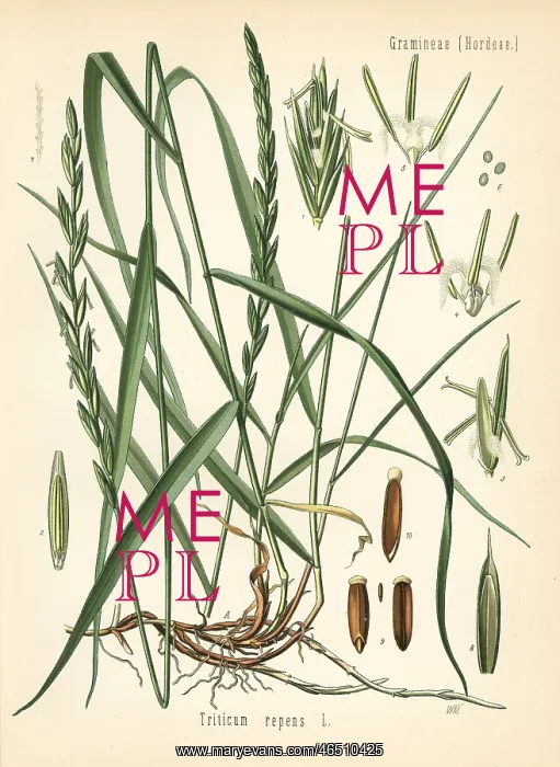 : Couch grass, Elymus repens : Couch grass, Elymus repens