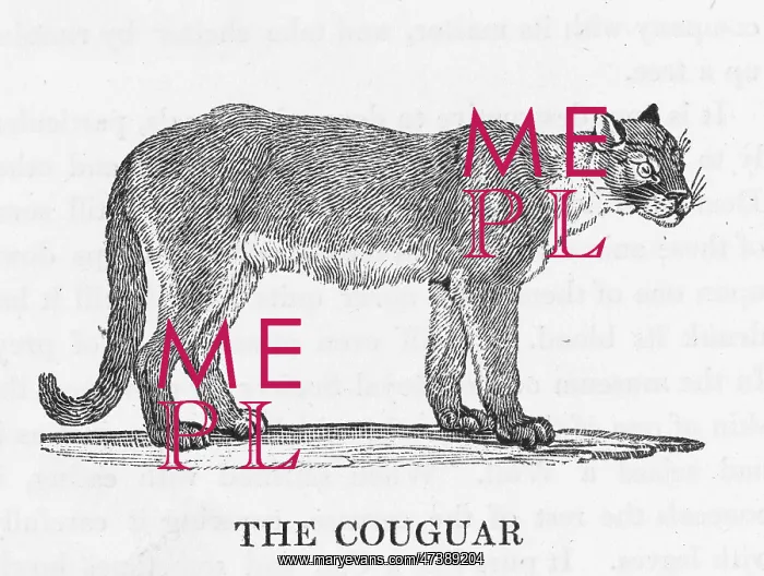 : COUGAR (BEWICK) : COUGAR (BEWICK)