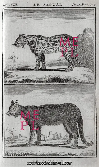 : A cougar and a jaguar : A cougar and a jaguar