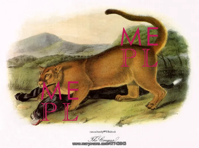  : Cougar with Kill