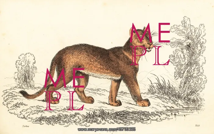: Cougar, Puma concolor : Cougar, Puma concolor