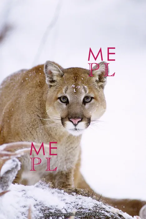 : Cougar Puma Concolor Looking at Camera Feeding : Cougar Puma Concolor Looking at Camera Feeding