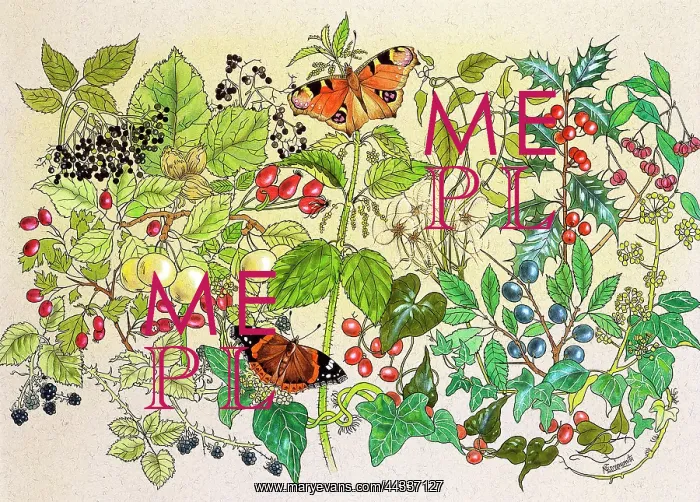 : Countryside Flowers and Butterflies : Countryside Flowers and Butterflies