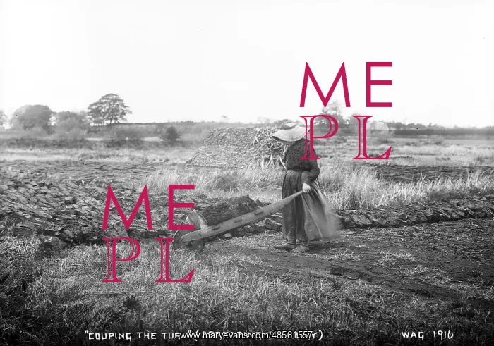: Couping the Turf (Spreading It to Dry) : Couping the Turf (Spreading It to Dry)