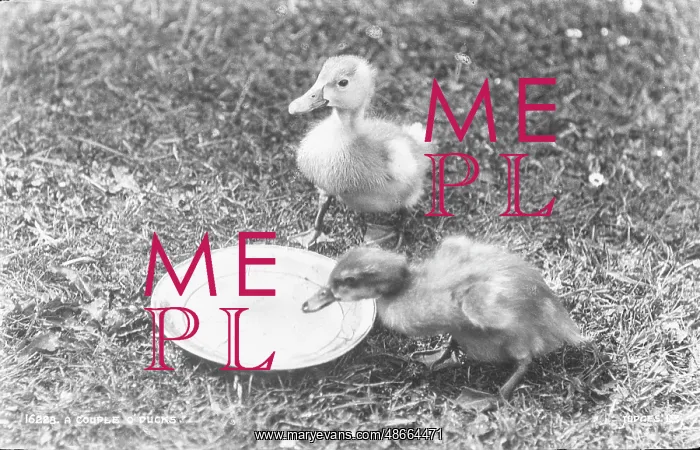 : A Couple of Ducks : A Couple of Ducks