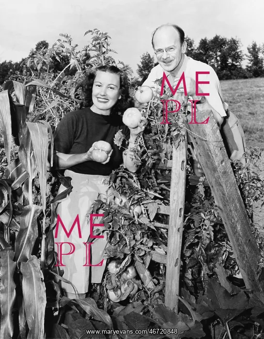 : Couple standing in their garden showing off tomatoes : Couple standing in their garden showing off tomatoes