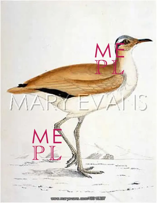 : COURSER (MORRIS) : COURSER (MORRIS)