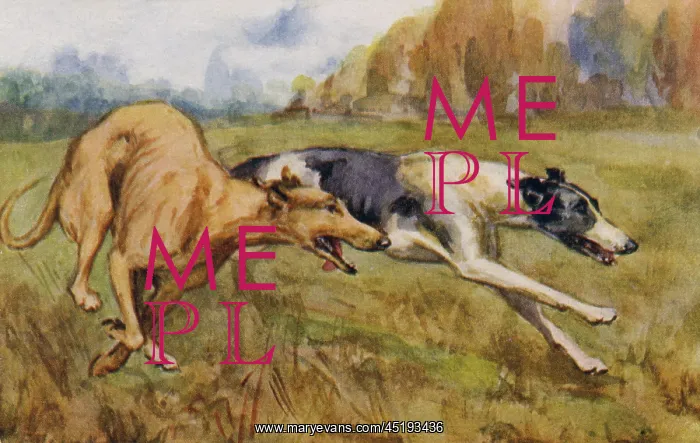 : Coursing greyhounds : Coursing greyhounds