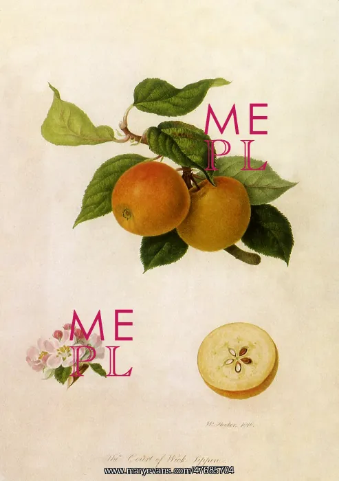 : Court of Wick Apple : Court of Wick Apple