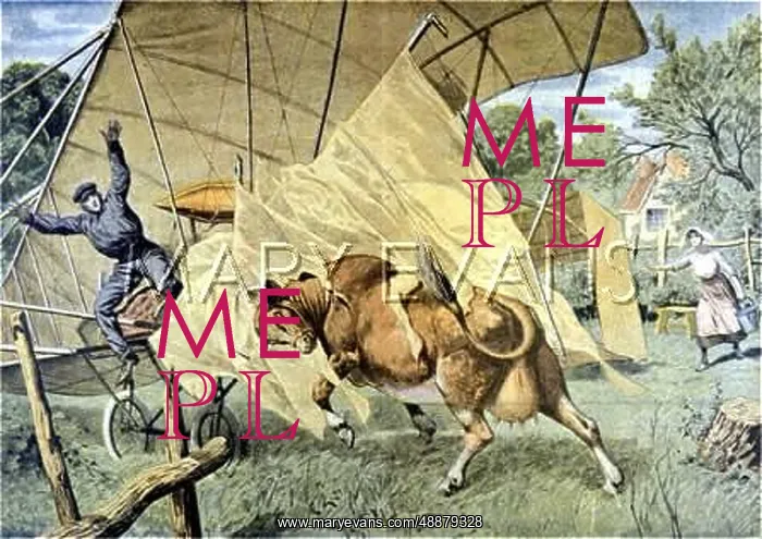 : COW AND AIRCRASH : COW AND AIRCRASH