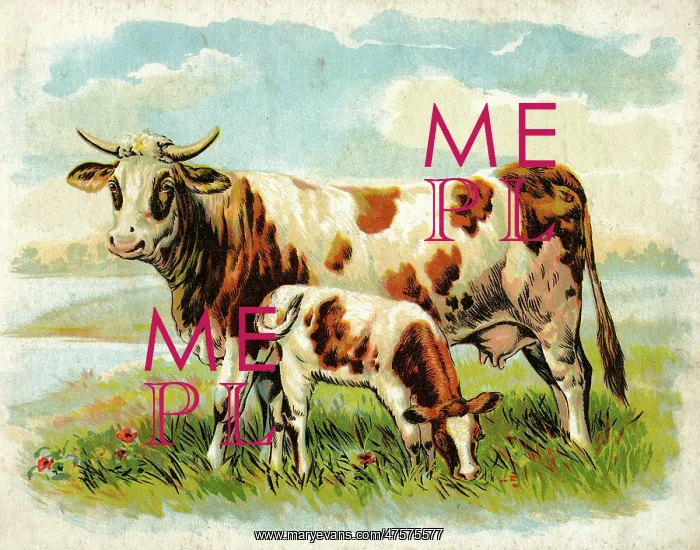 : Cow and calf in a field : Cow and calf in a field