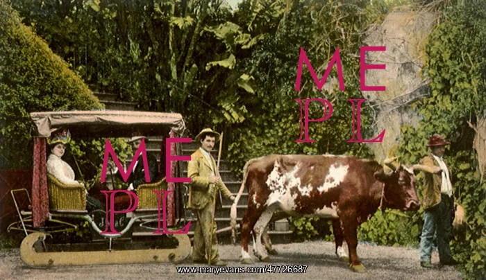  : Cow Cart