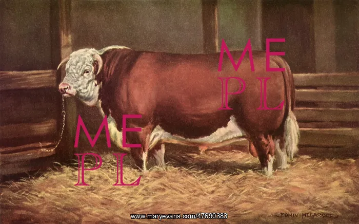 : Cow Chained to Post : Cow Chained to Post